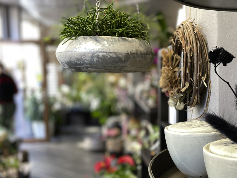 laden-blumen-kreativ-plauen-sylvia-eichelkraut-pflanze-haengend-schwarz
